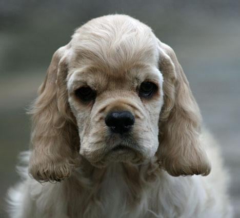 Cocker spaniel