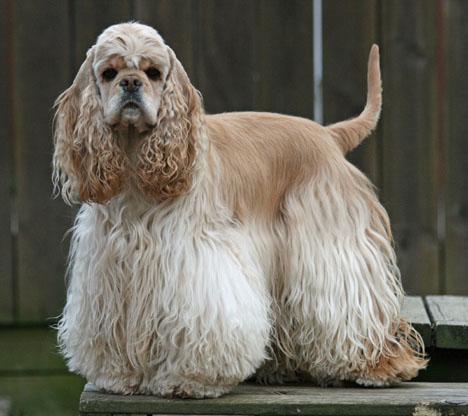 Cocker spaniel