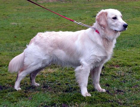 Golden Retriever