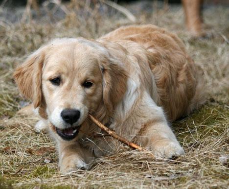 Golden Retriever