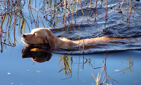 Golden Retriever