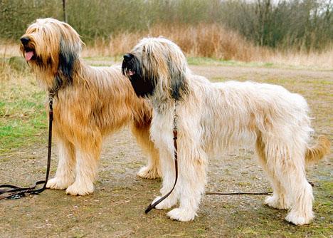 Briard