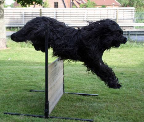 Briard
