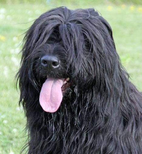 Briard