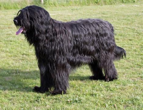 Briard