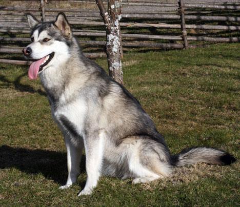 Spetsar
