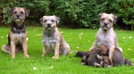 Terrier