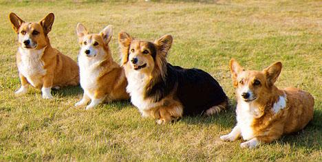 Welsh corgi pembroke