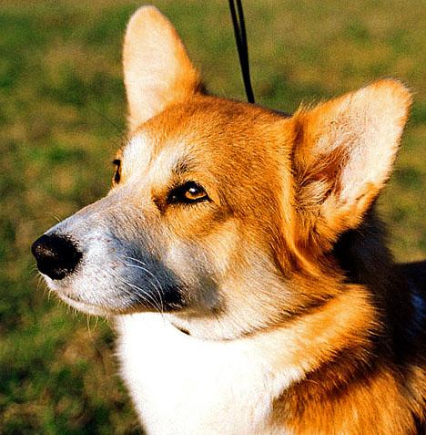 Welsh corgi pembroke