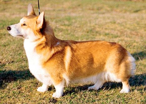 Welsh corgi pembroke