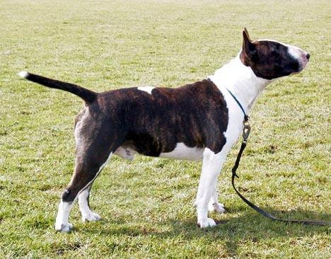 Bullterrier
