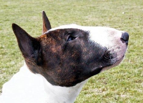 Bullterrier