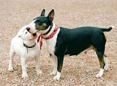 Bullterrier