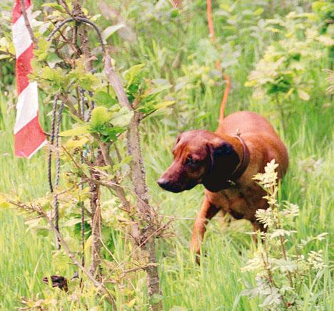 Bayersk viltspårhund