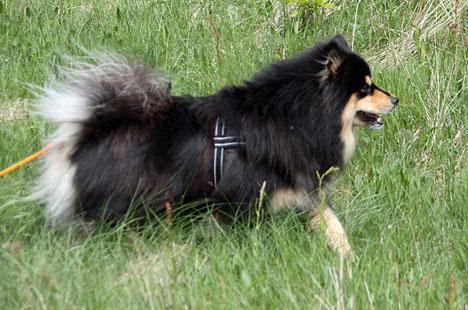 Finsk lapphund