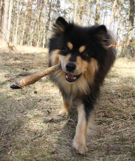 Finsk lapphund