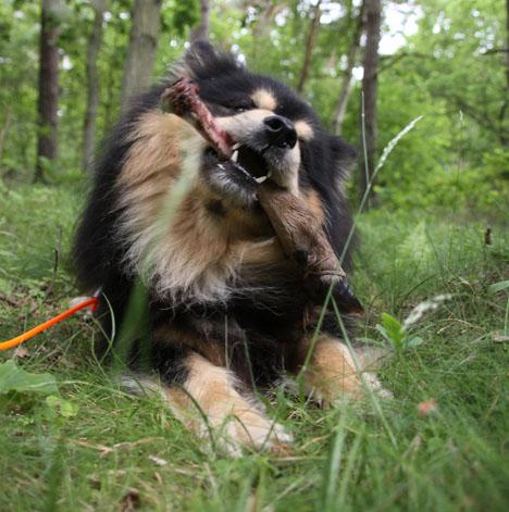 Finsk lapphund