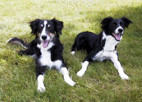 Border collie