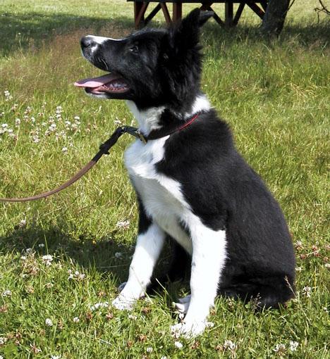 Border collie