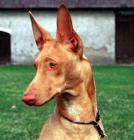 Faraohund