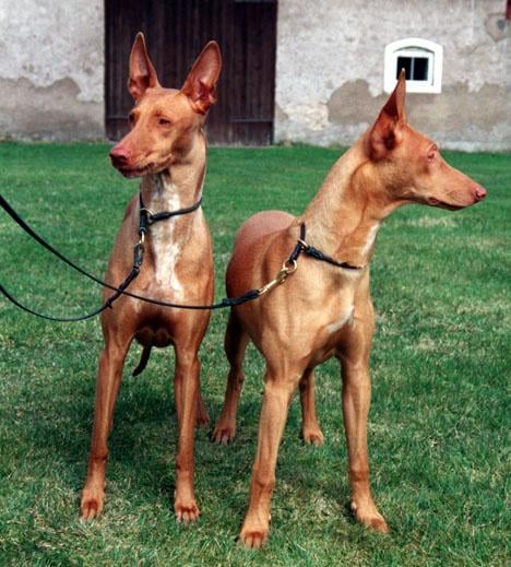 Faraohund