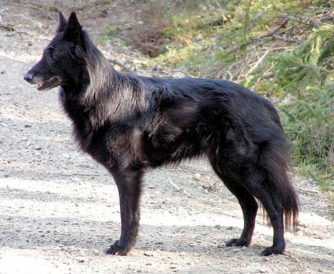Belgisk vallhund