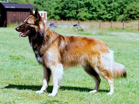 Belgisk vallhund