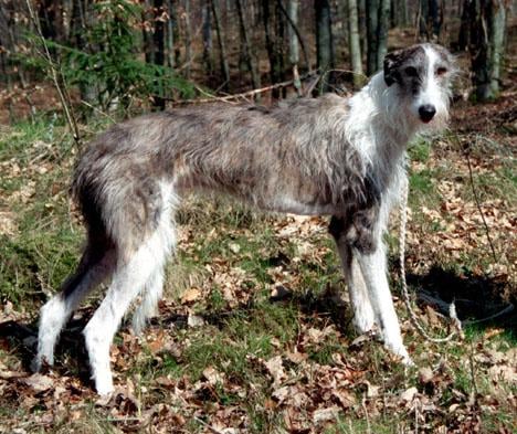 Galgo español