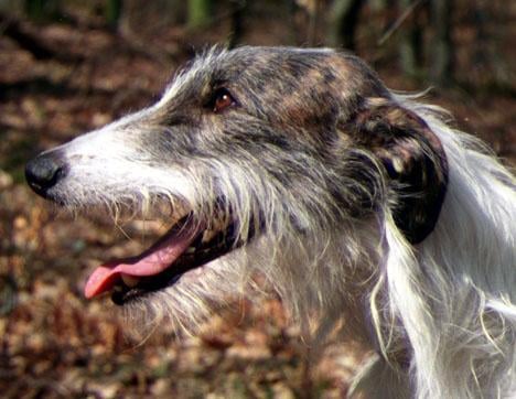 Galgo español