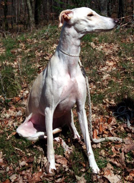 Galgo español