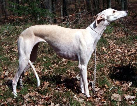 Galgo español