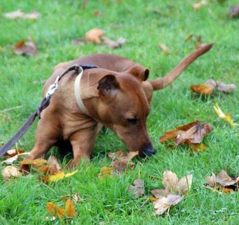 Dvärgpinscher