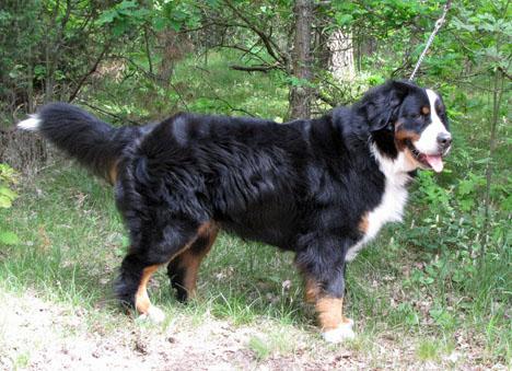 Berner sennenhund