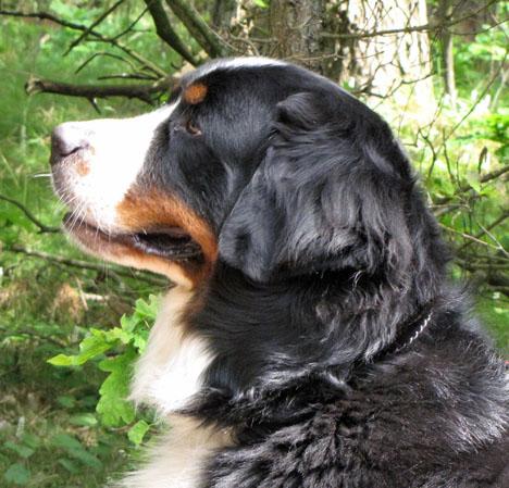 Berner sennenhund