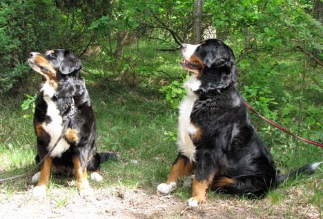 Berner sennenhund