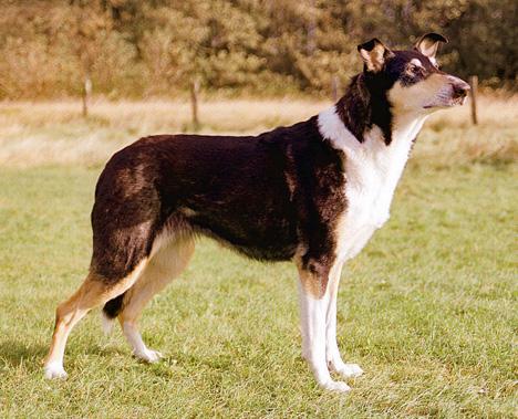 Collie