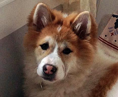 Thai bangkaew dog