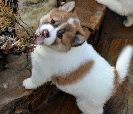 Thai bangkaew dog