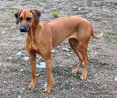 Rhodesian ridgeback