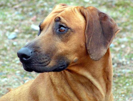 Rhodesian ridgeback