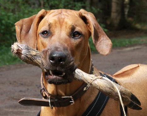 Rhodesian ridgeback