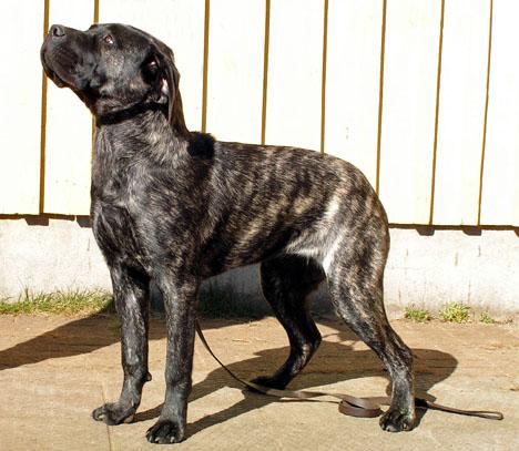 Cane corso