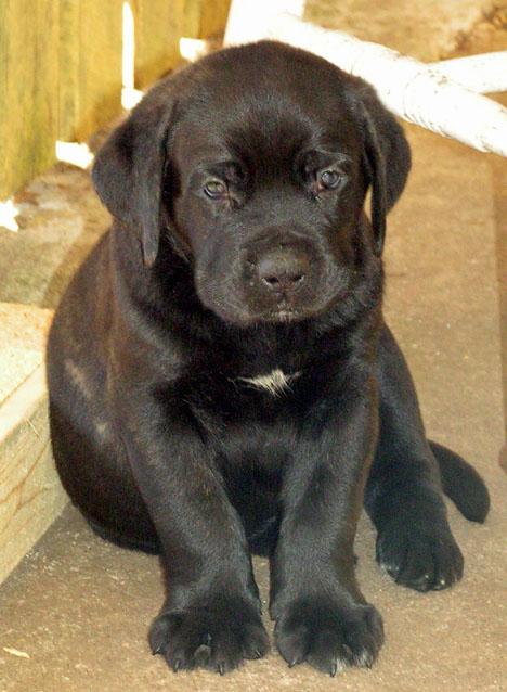 Cane corso