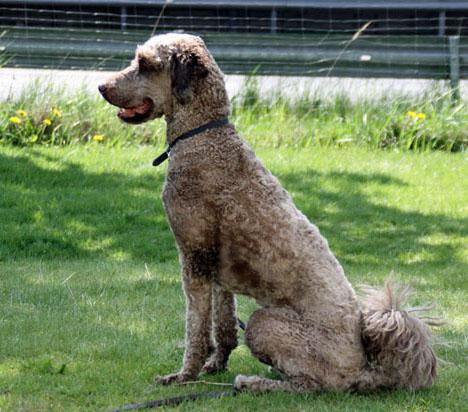 Perro de aqua español