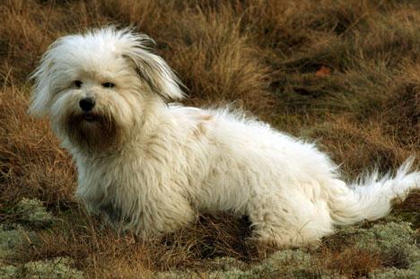 Coton de tuléar