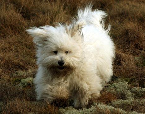 Coton de tuléar