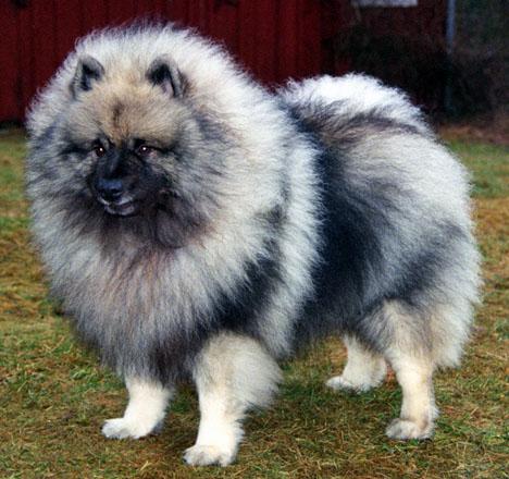 Keeshond