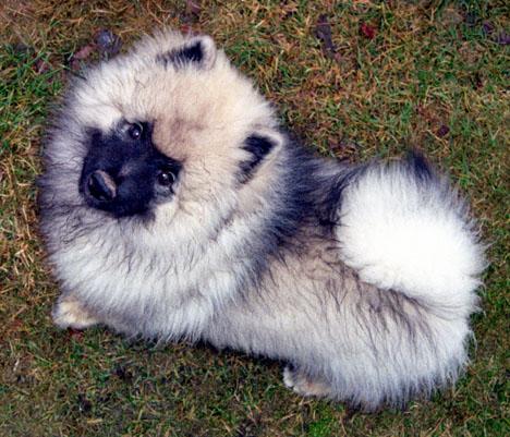 Keeshond