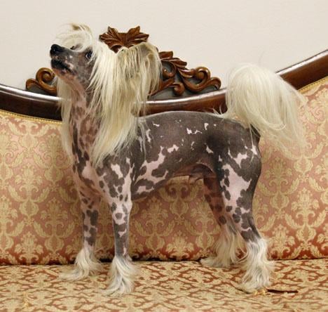 Chinese crested dog
