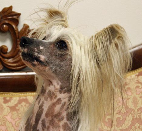 Chinese crested dog